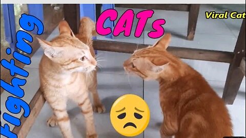 Cat fighting in English language with in brothers