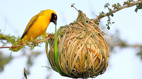 15 Fascinating Nests: A Look at the Incredible Homes of Animals