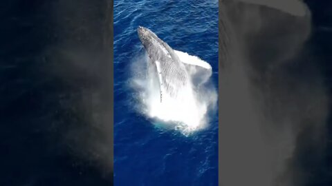 Humpback Whale Breaching