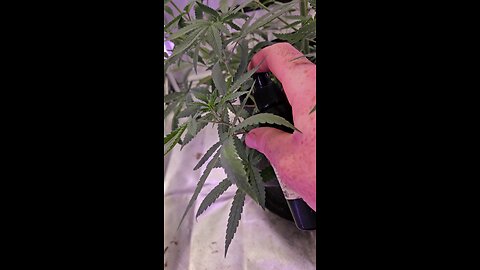 Making Feminized Seeds with Mary J Everlast STS Spray