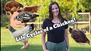 The 5 Cycles of a Chickens Life