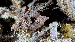 This bizarre venomous fish actually walks more than it swims