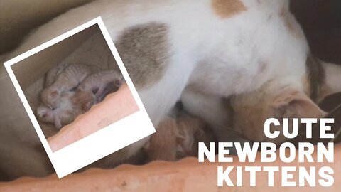 Welcome to these New Born Kittens of Feral