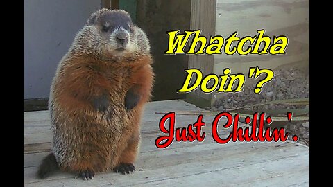 What's Up Woodchuck?