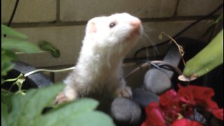 Ferret exploring aquaponics garden 🪴