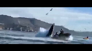 Could You Escape Being Swollowed by Whale in Kayak Caught on Camera CR News