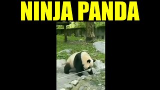 Ninja Panda