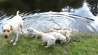 Labrador Father Teaches Puppies To Swim