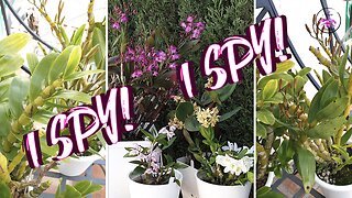 Dendrobium Orchid Season 😍 Blooms Fragrance Color Nubbins! Buds! Spikes! New Growths! #ninjaorchids