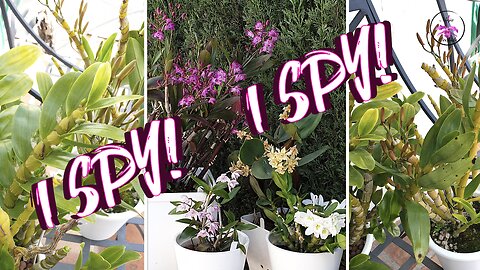 Dendrobium Orchid Season 😍 Blooms Fragrance Color Nubbins! Buds! Spikes! New Growths! #ninjaorchids
