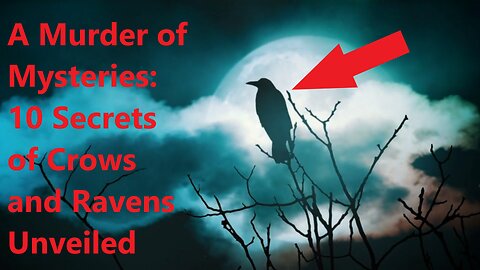 A Murder of Mysteries: 10 Secrets of Crows and Ravens Unveiled