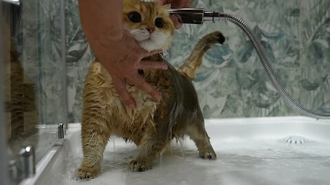how to bathe a cat?