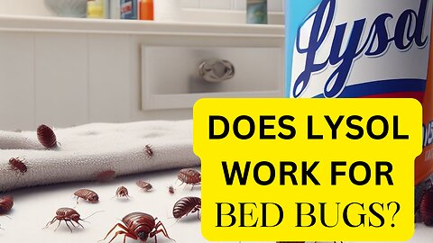 How To Use Lysol For Bed Bugs