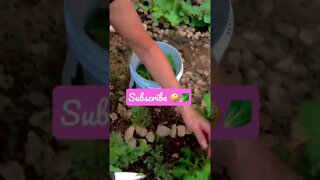 AMAZING GREENS Harvest! SoO Delicious! 🥰#shorts #viral #tiktok #health