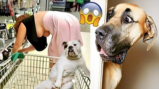 Try Not To Laugh Animals 2022 - Funniest Animals Video - Funny Dogs And Cats