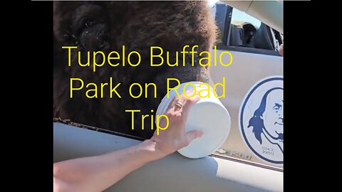 8. Tupelo Buffalo Park, Touch the Hand of Elvis #roadtripvlog #vantravel #roadsideattractions
