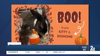 Kitty and Desmond the bunnies are up for adoption at the Humane Society of Harford County