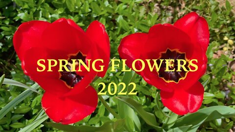 Spring Flowers 2022