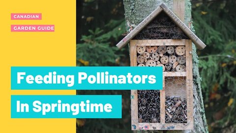 How To Feed Pollinators During Early Spring. Food Sources For Honey Bees Before The Flowers Bloom.