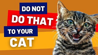 10 things that cats hate and you should avoid