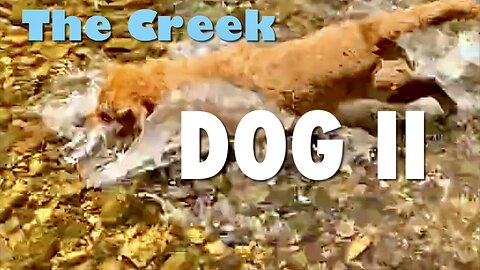 The Creek Dog II