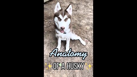Anatomy of a Husky✨ #husky #huskypuppy #puppy #puppies #siberianhusky #shorts