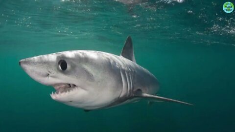 Porbeagle Shark: Small cousin of the Great White