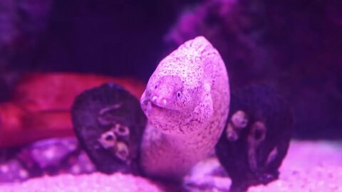 Moray in a marine water aquarium behind glass