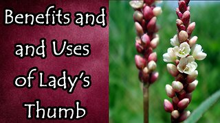 Benefits and Uses of Lady's Thumb (AKA: Redshank Plant)