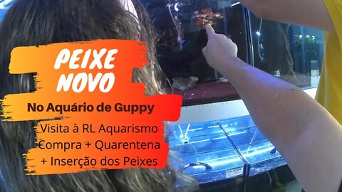 🔴 Compra + Quarentena + Inserção dos Guppies no Aquário - EP. 04