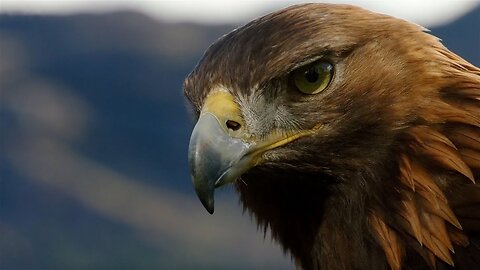 POV: Eagle Flight - Natural World: Super Powered Eagles - BBC Earth