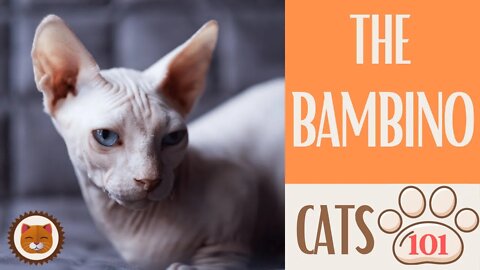 🐱 Cats 101 🐱 BAMBINO CAT - Top Cat Facts about the BAMBINO #KittensCorner