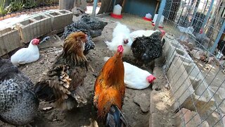 Backyard Chickens Chicken Run Dirt Bath Video Sounds Noises Hens Clucking Roosters Crowing!