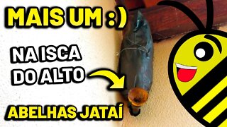 Captura de abelha Jataí na cidade utilizando isca pet e atrativo misto