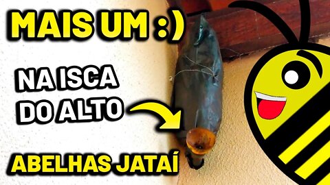 Captura de abelha Jataí na cidade utilizando isca pet e atrativo misto