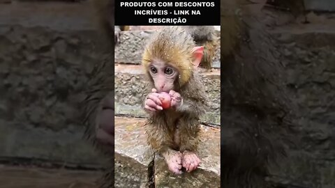 o bebê macaco mais fofo do mundo 😍😍