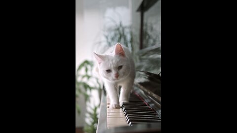 Cat Playing The Piano #Shorts