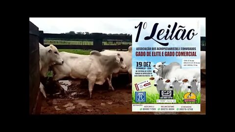 1º Leilão de Gado de leite e Comercial em Alta Floresta D´Oeste RO