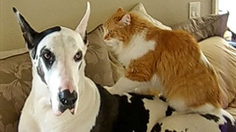 Great Dane enjoys relaxing massage from cat