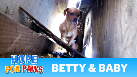 Rescuing two abandoned dogs, Betty and Baby - Please share. Thanks!