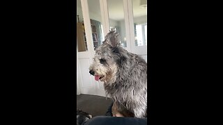 Dogs vlog