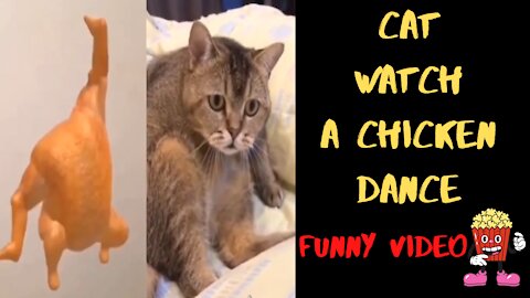 Cat watch a chicken dance - Singing Cats - Cats and chicken Parody - funny video