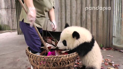 Panda cub and nanny’s “war"