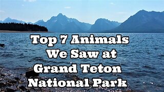 Grand Teton's Wildlife