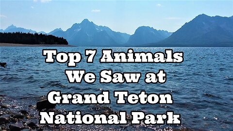 Grand Teton's Wildlife