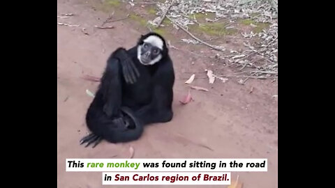 🙊Bikers Save a Spider Monkey🙊 #funny #video