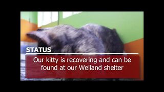 Stray kitty with degloved tail | SPCA Shelter Medical