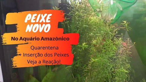 🔴 Quarentena e Inserção dos Belos Rodóstomus no Aquário Amazônico