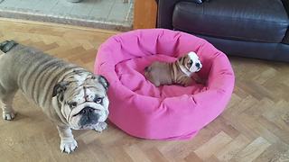 Bulldog mom preciously entertains her puppy