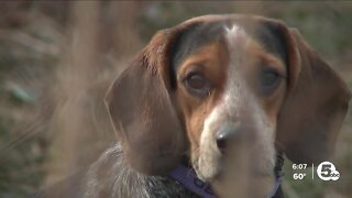 Lakewood to restructure barking dog ordinance